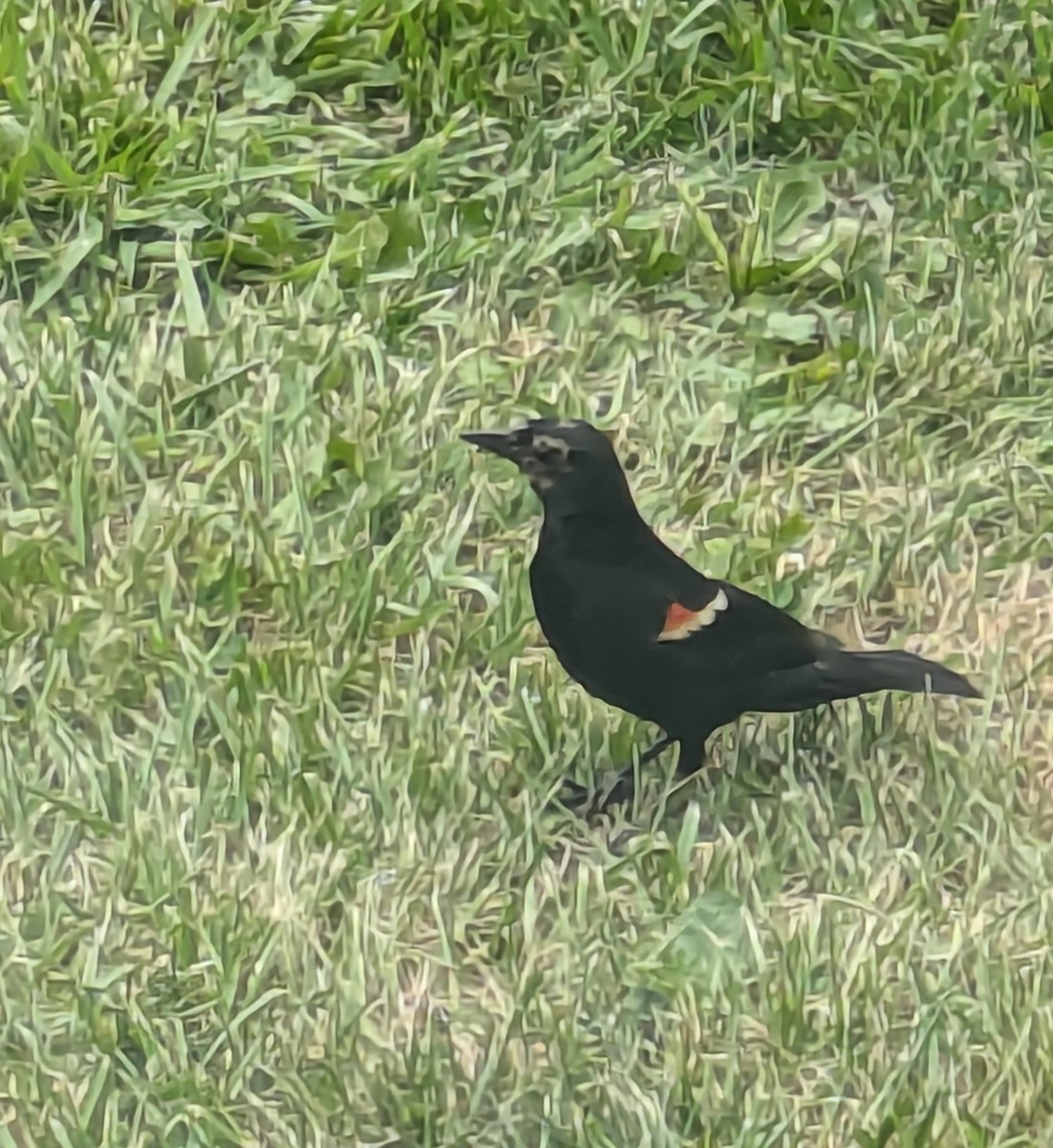 Red-winged Blackbird - ML620996459