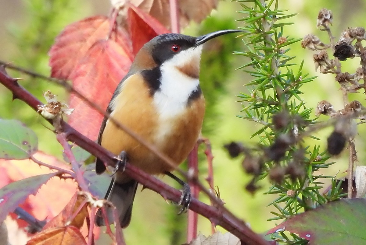 Eastern Spinebill - ML620996466