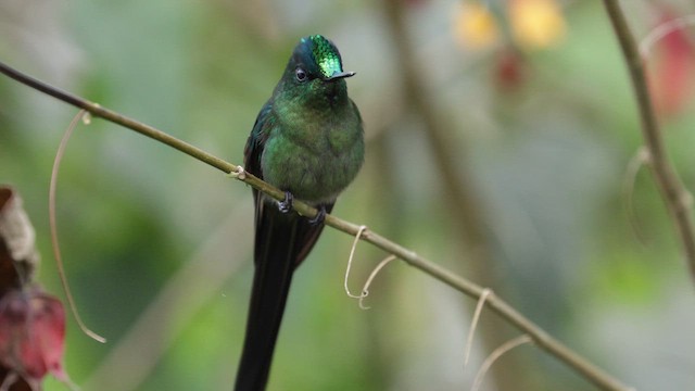 Long-tailed Sylph - ML620996470