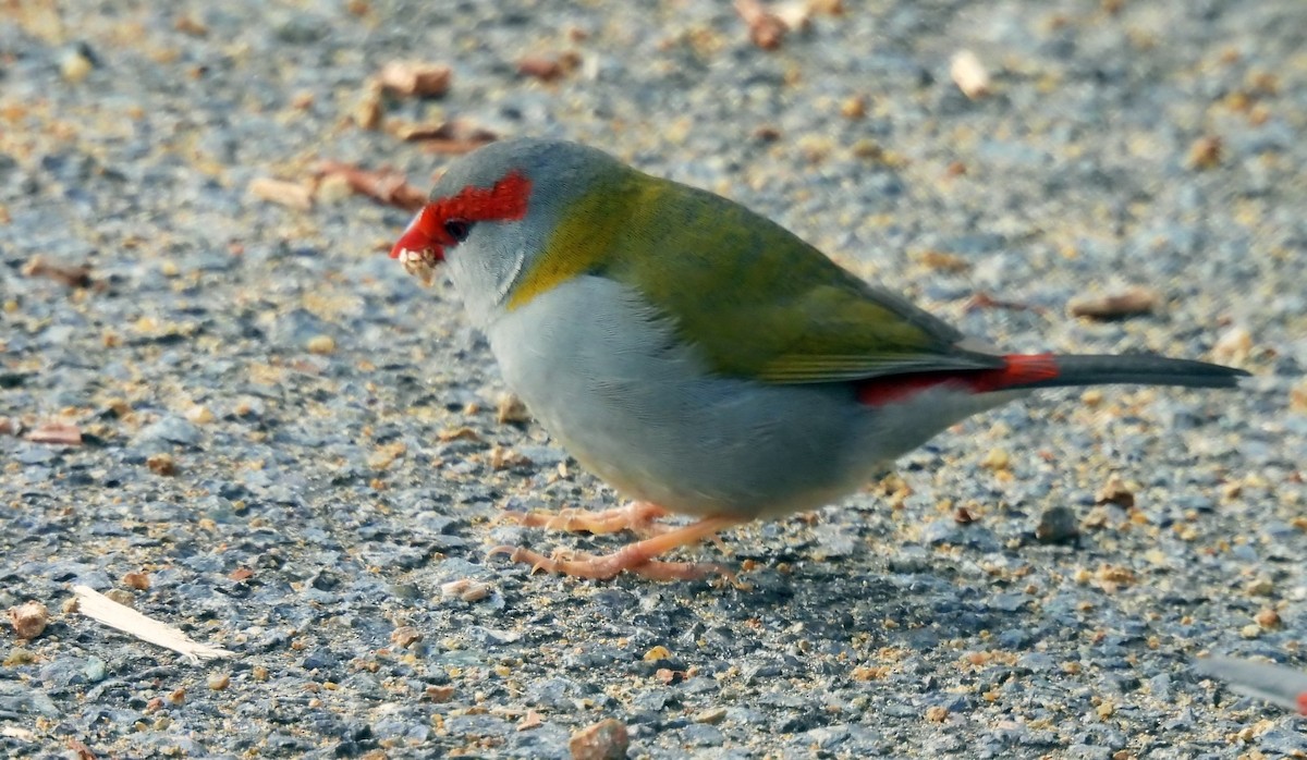 Red-browed Firetail - ML620996486