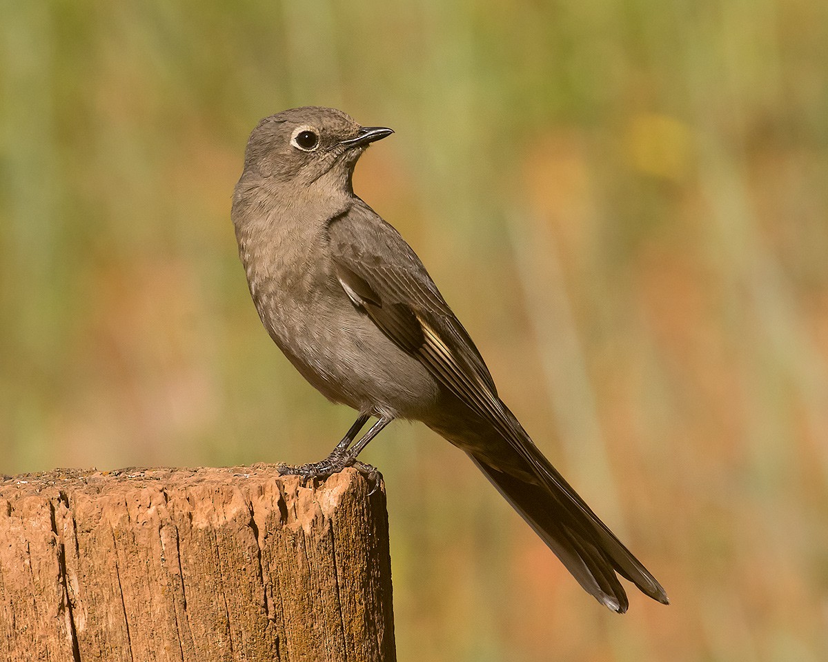 Townsend's Solitaire - ML620996506