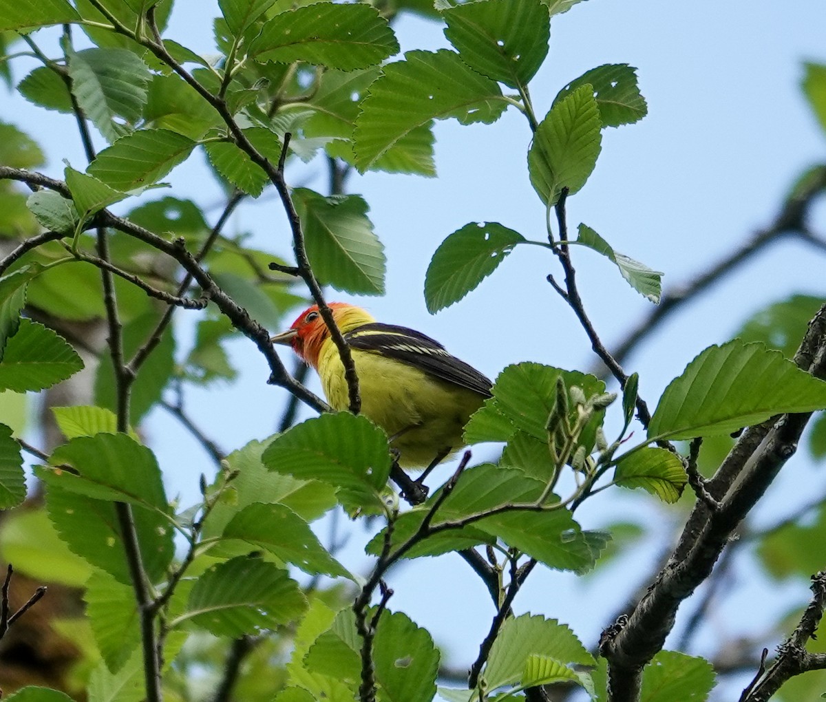 Western Tanager - ML620996568