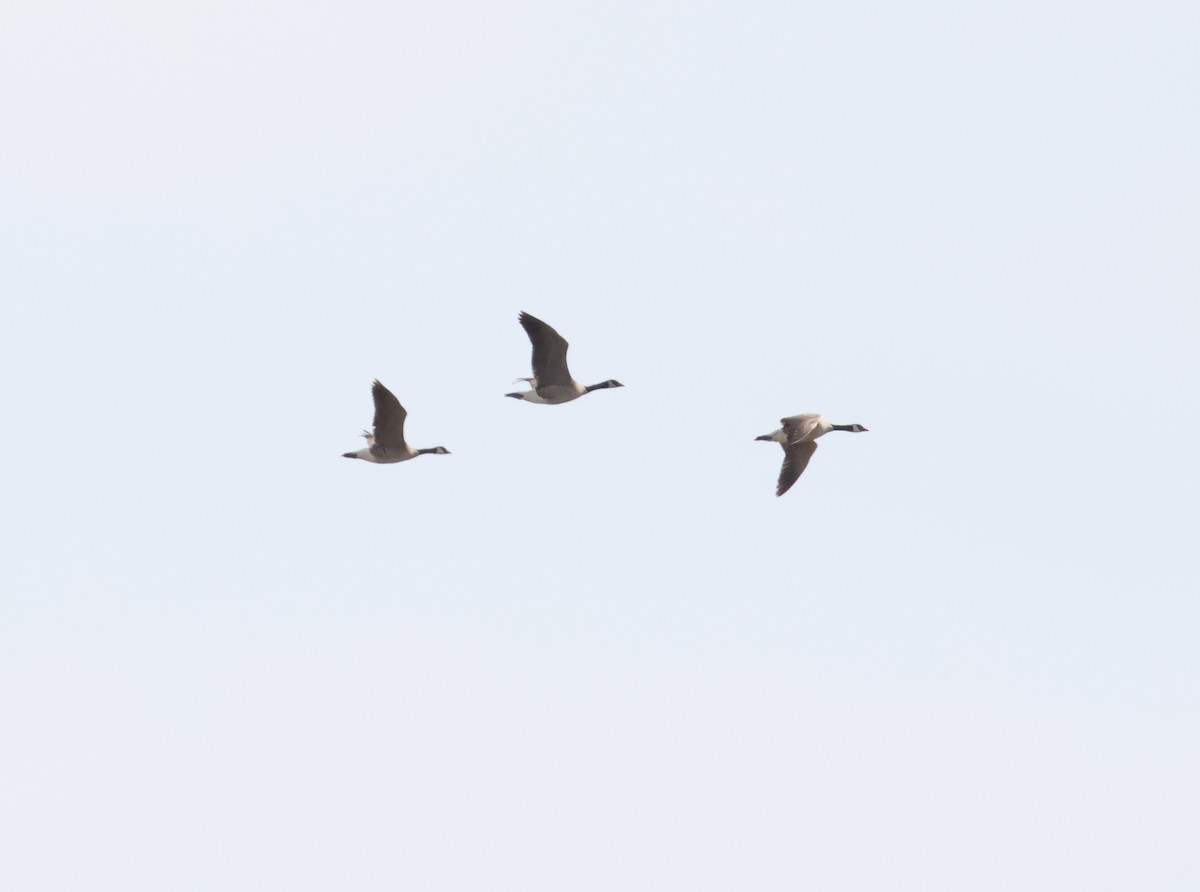 Canada Goose - James P. Smith