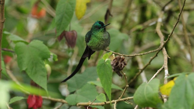 Long-tailed Sylph - ML620996611