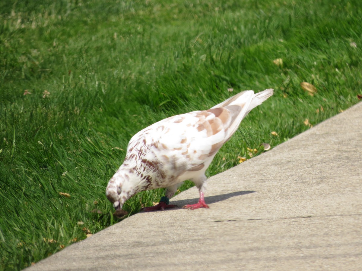 Rock Pigeon (Feral Pigeon) - ML620996660