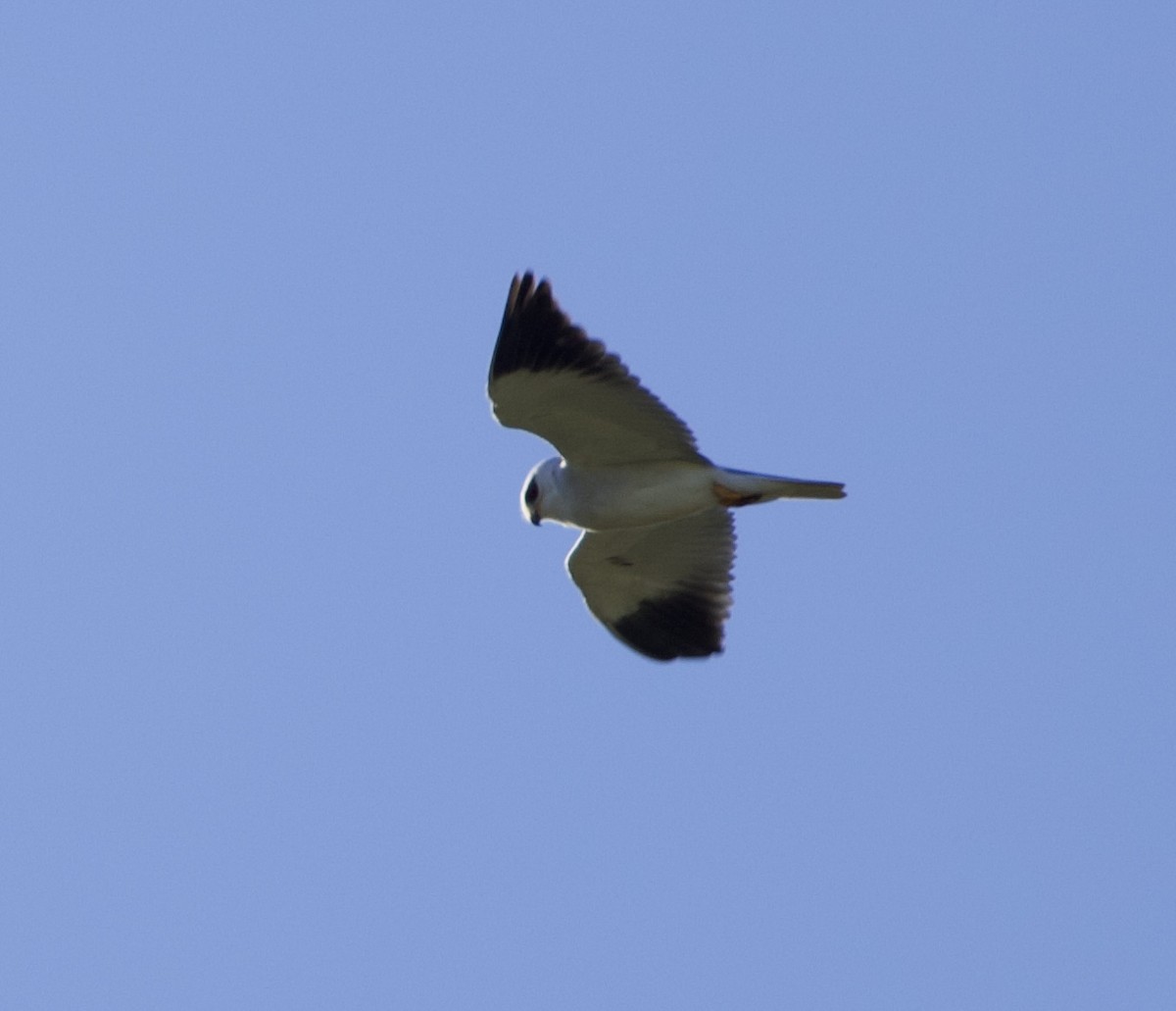 Black-winged Kite - David Ascanio