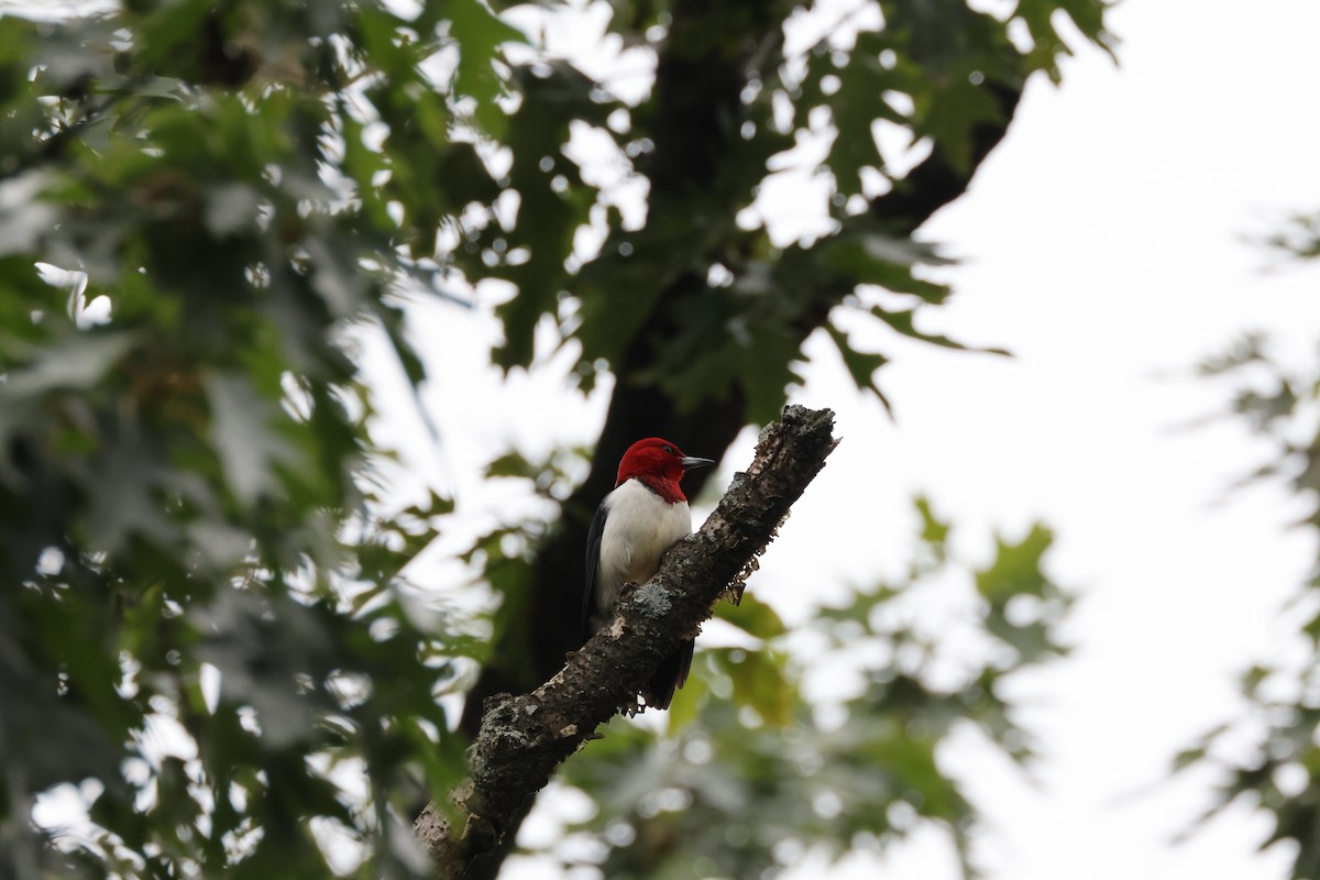 Red-headed Woodpecker - ML620996712
