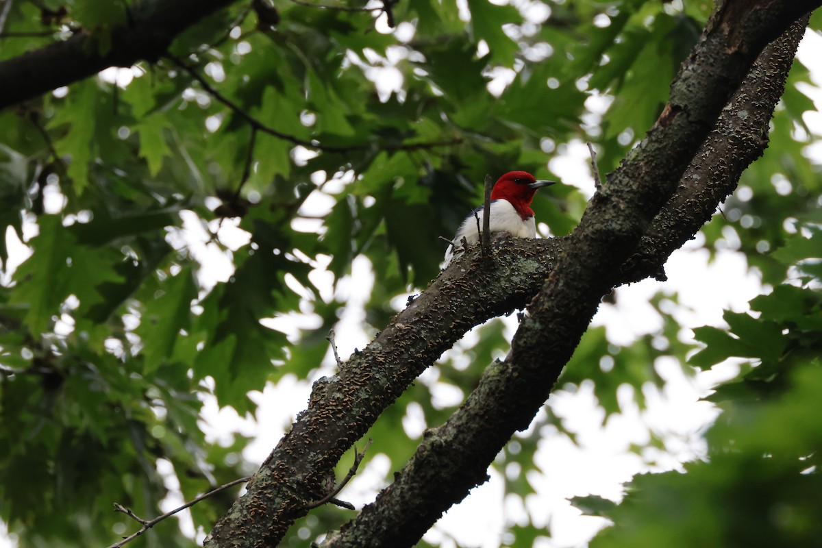 Red-headed Woodpecker - ML620996713