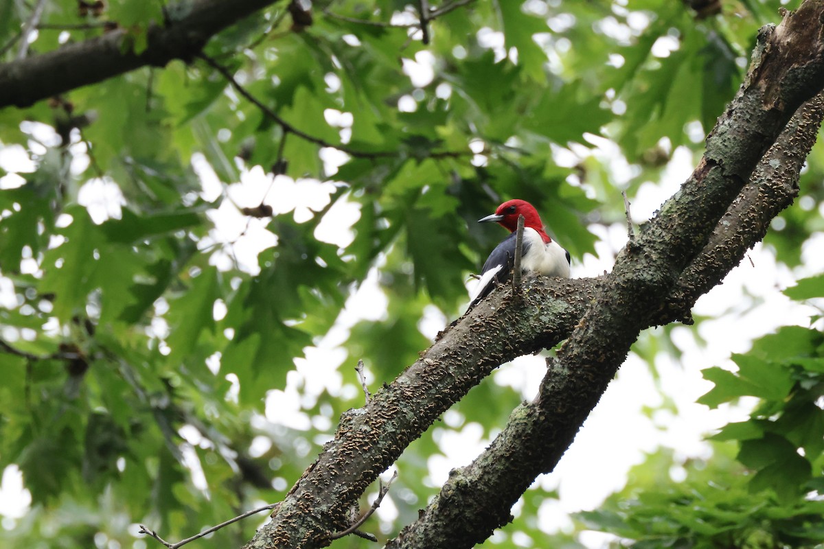 Red-headed Woodpecker - ML620996714