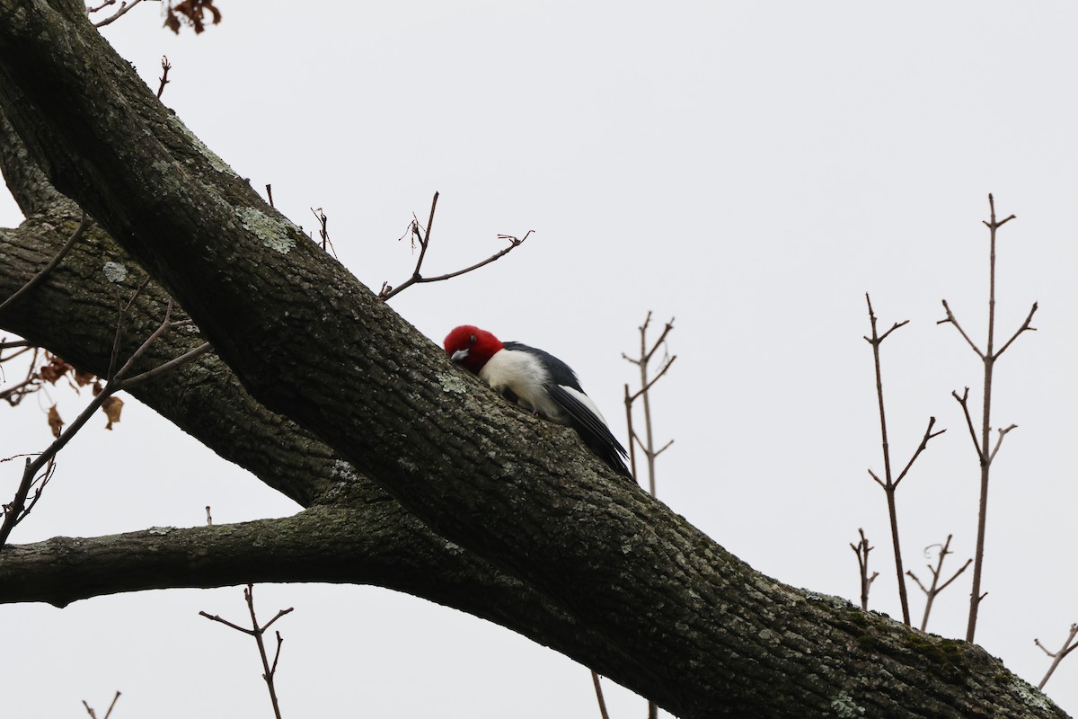 Red-headed Woodpecker - ML620996718