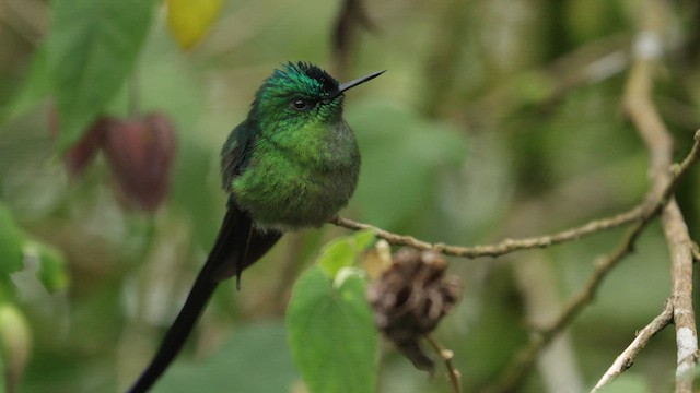 Long-tailed Sylph - ML620996725