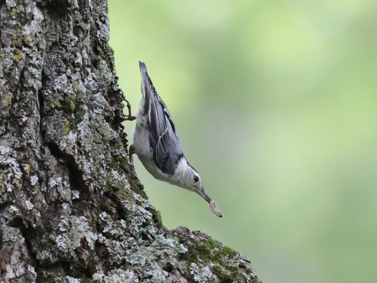 White-breasted Nuthatch - ML620996726