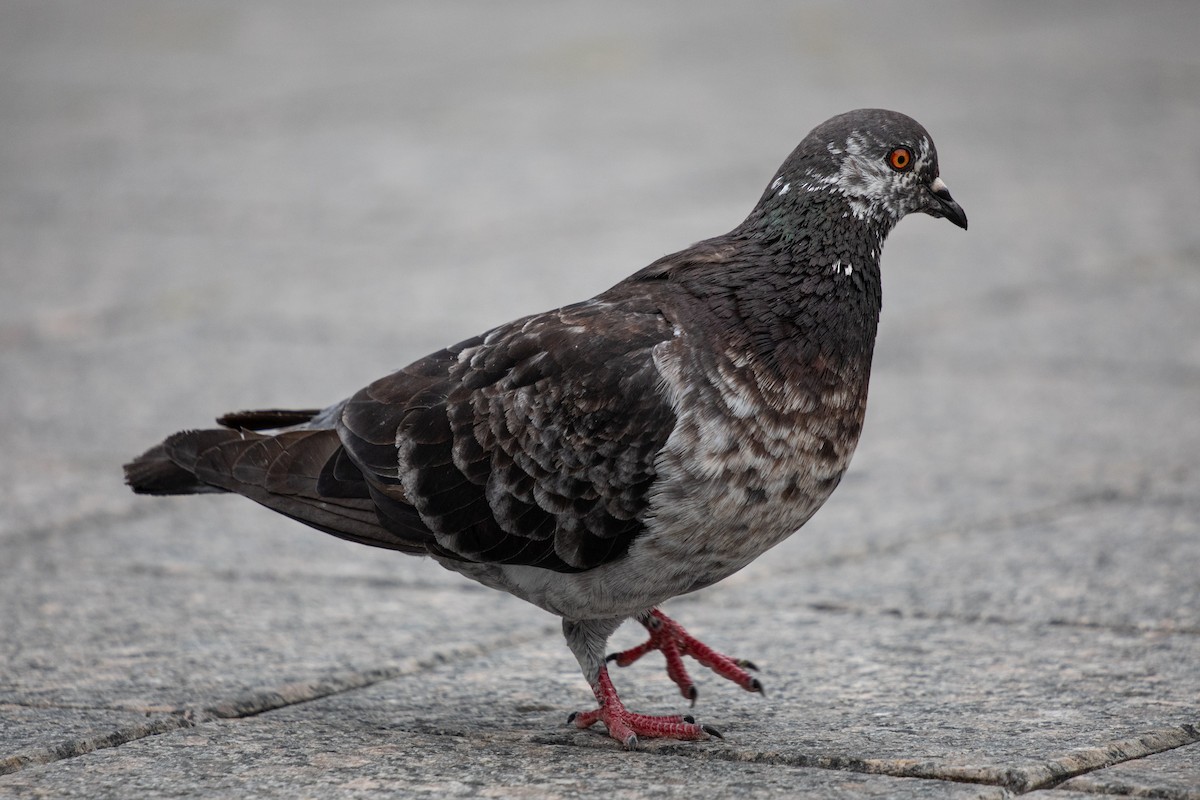 Rock Pigeon (Feral Pigeon) - ML620996749