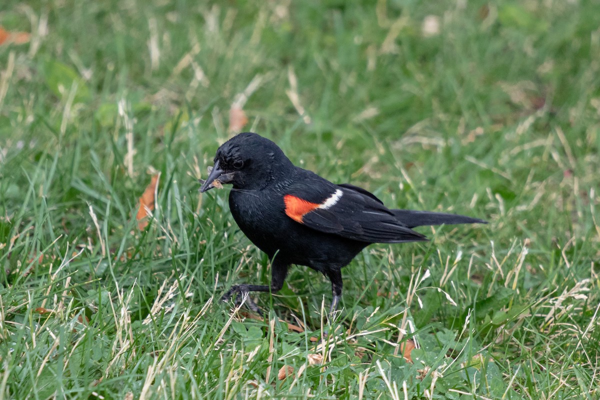 Red-winged Blackbird - ML620996763