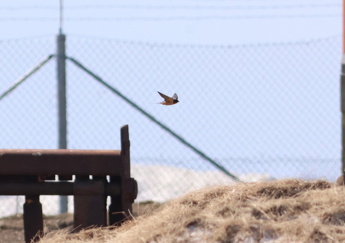 Barn Swallow - James P. Smith