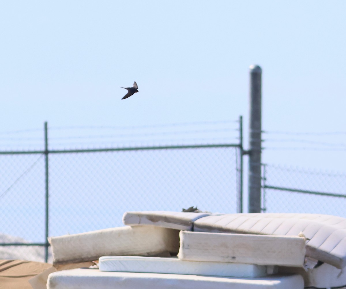 Barn Swallow - ML620996807