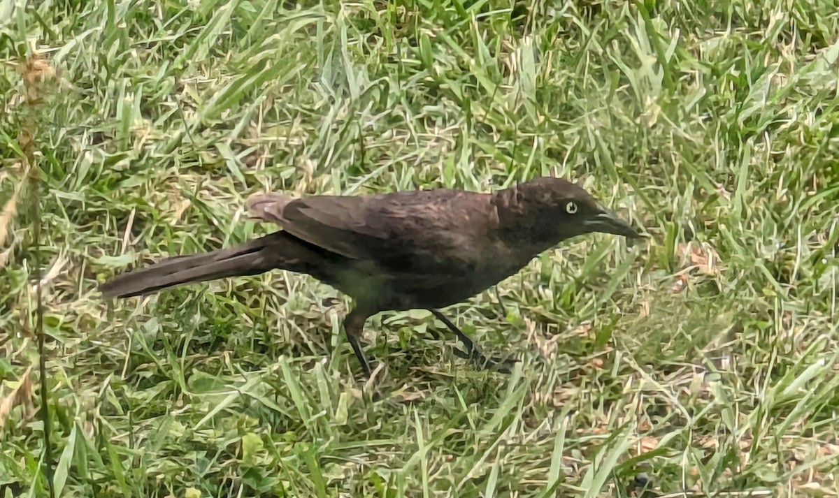 Common Grackle - Terese Gee