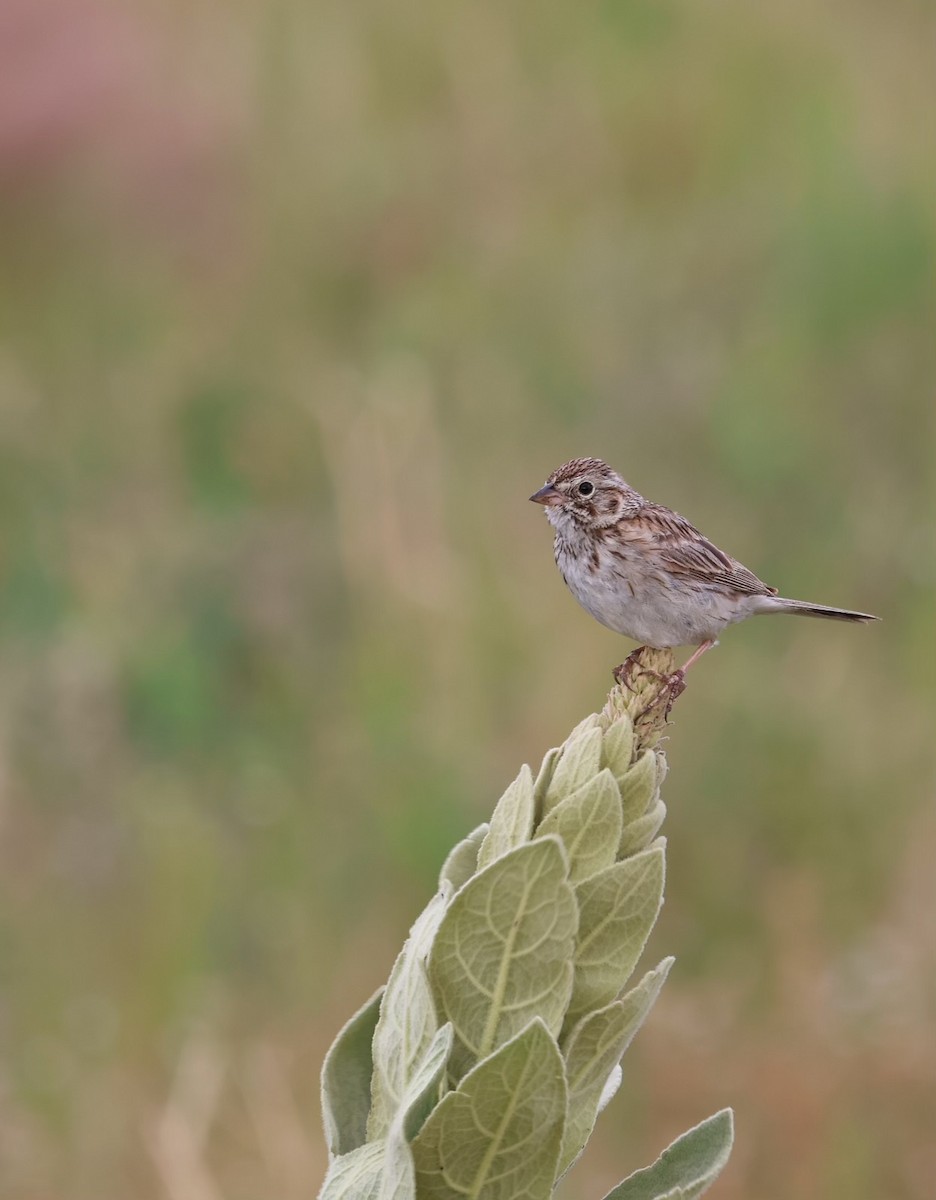 Vesper Sparrow - ML620996853