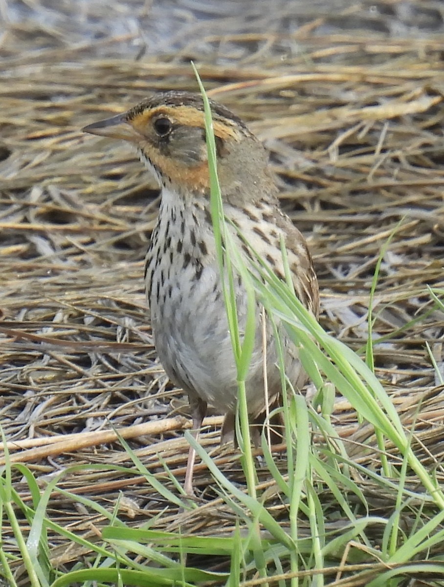 Saltmarsh Sparrow - ML620996861
