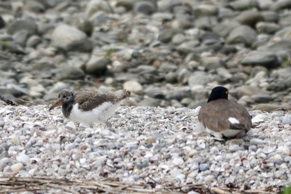 American Oystercatcher - Jo Fasciolo