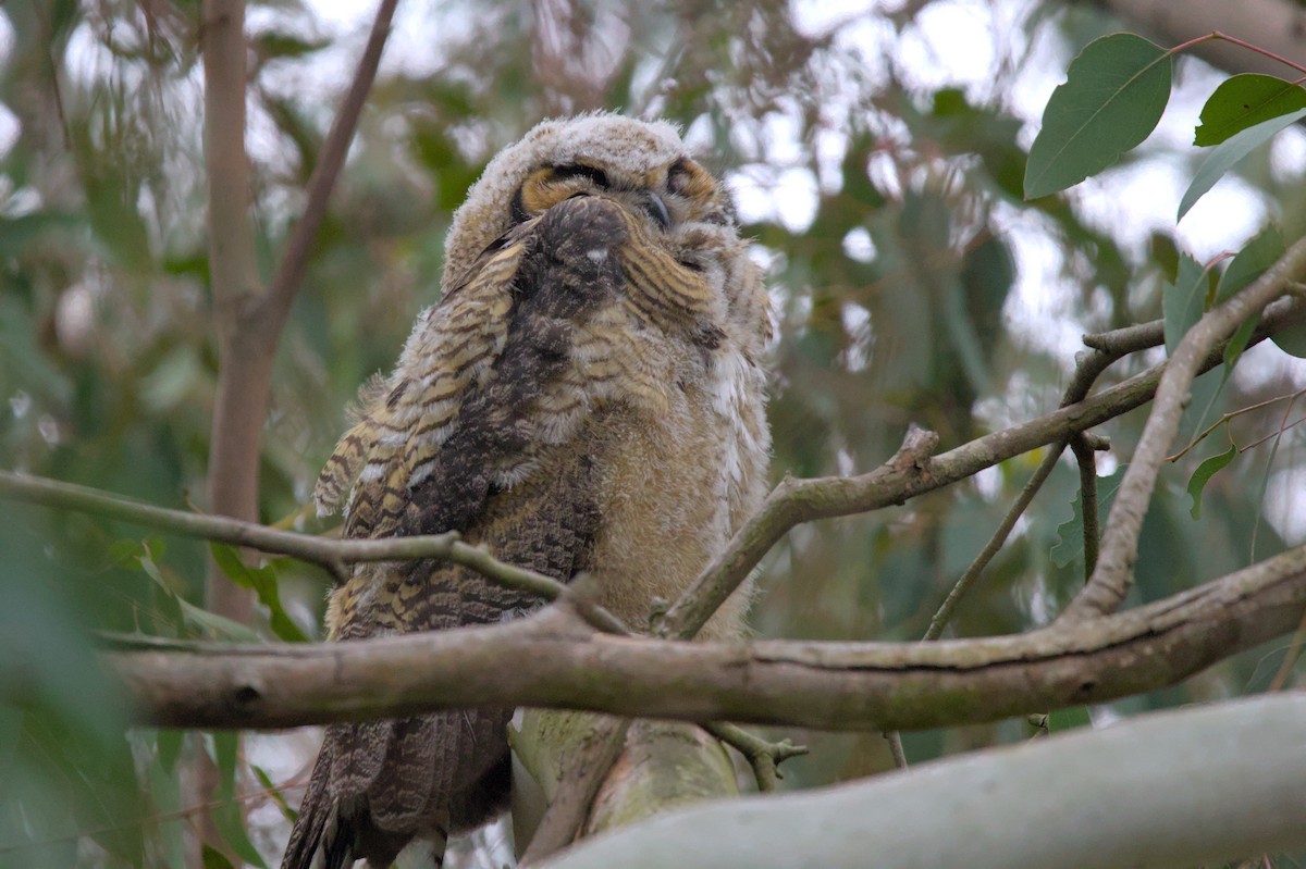 Great Horned Owl - ML620996932