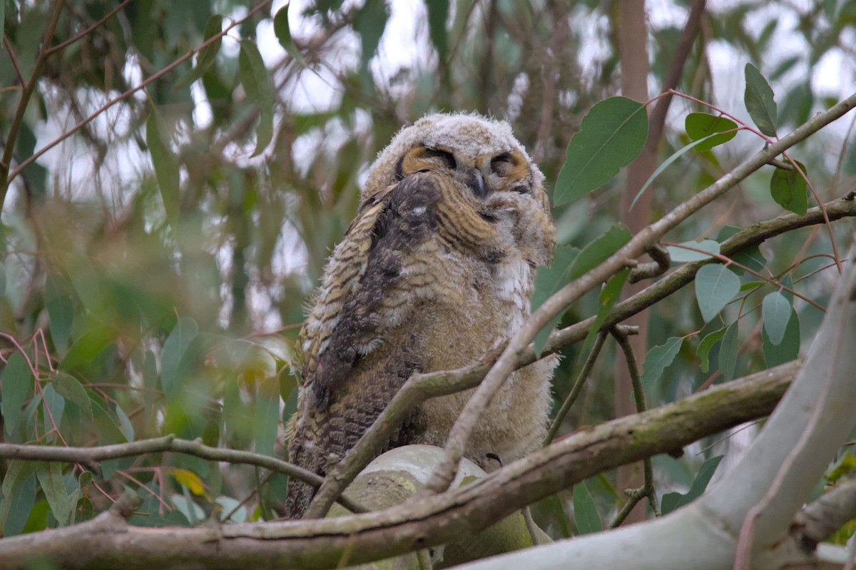 Great Horned Owl - ML620996933