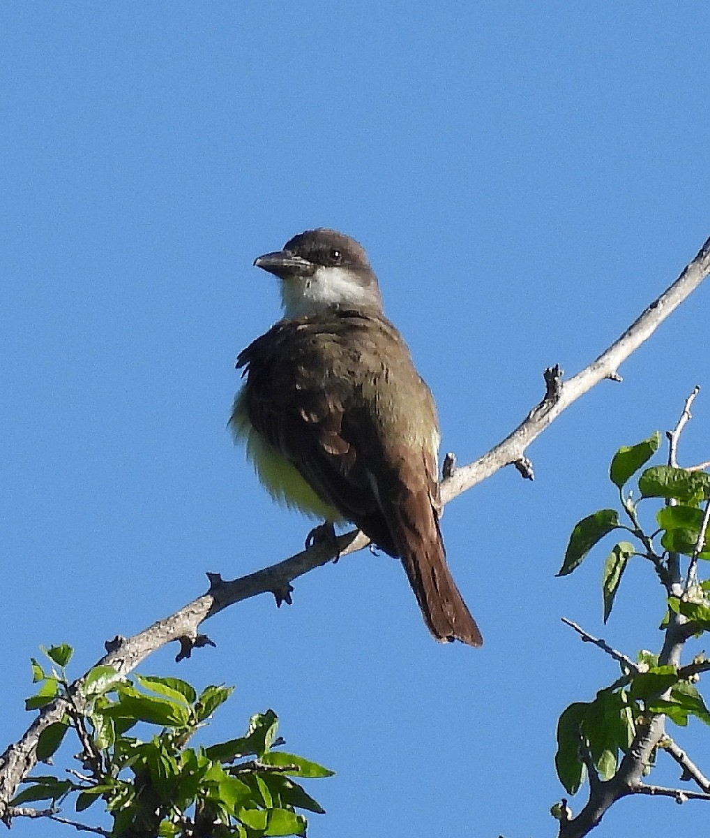 Thick-billed Kingbird - Bonnie Roemer