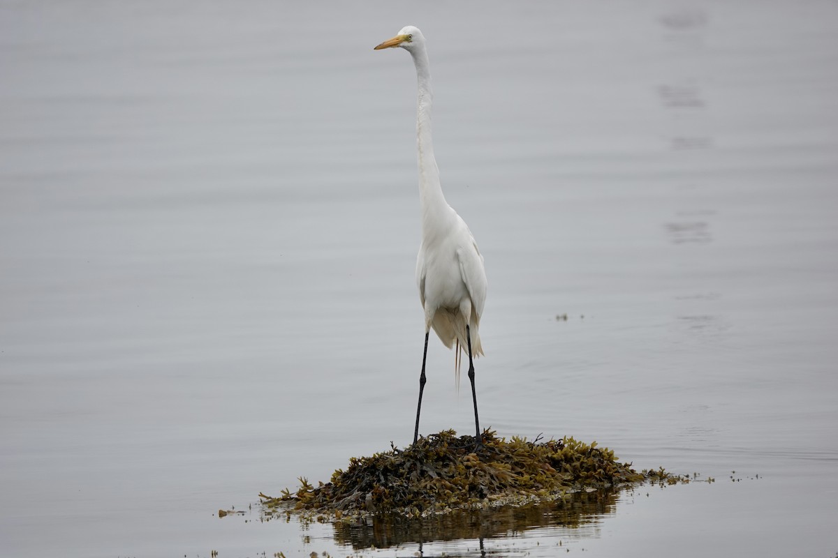 Great Egret - Jo Fasciolo