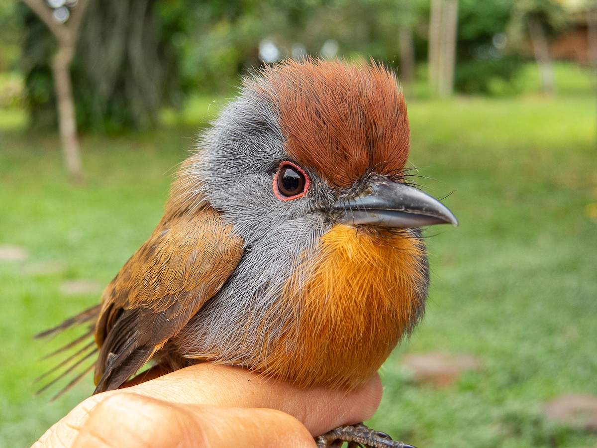 Rufous-capped Nunlet - ML620997001