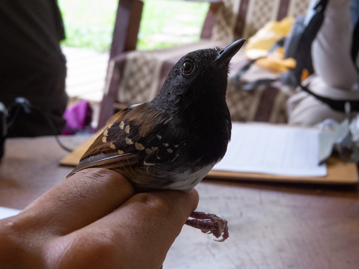 Chestnut-tailed Antbird - ML620997012