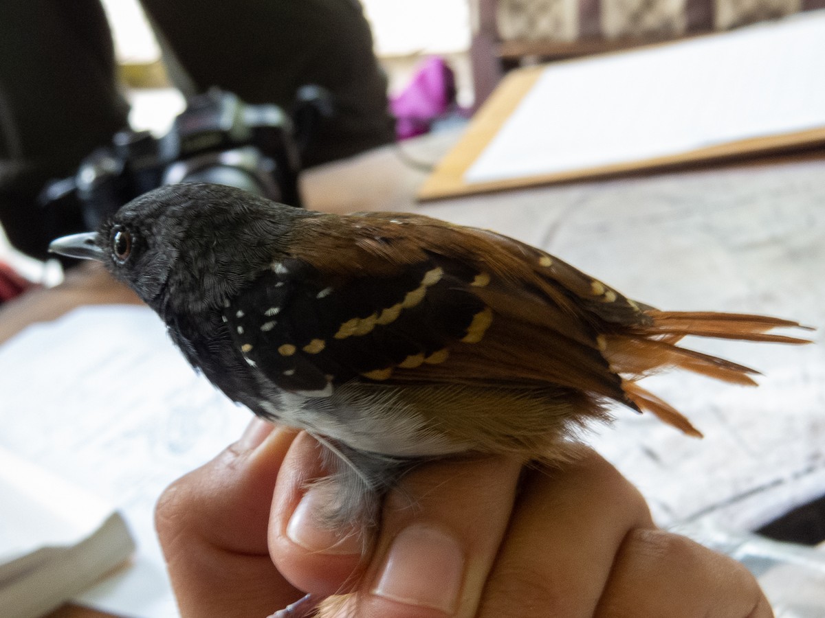 Chestnut-tailed Antbird - Aquiles Brinco