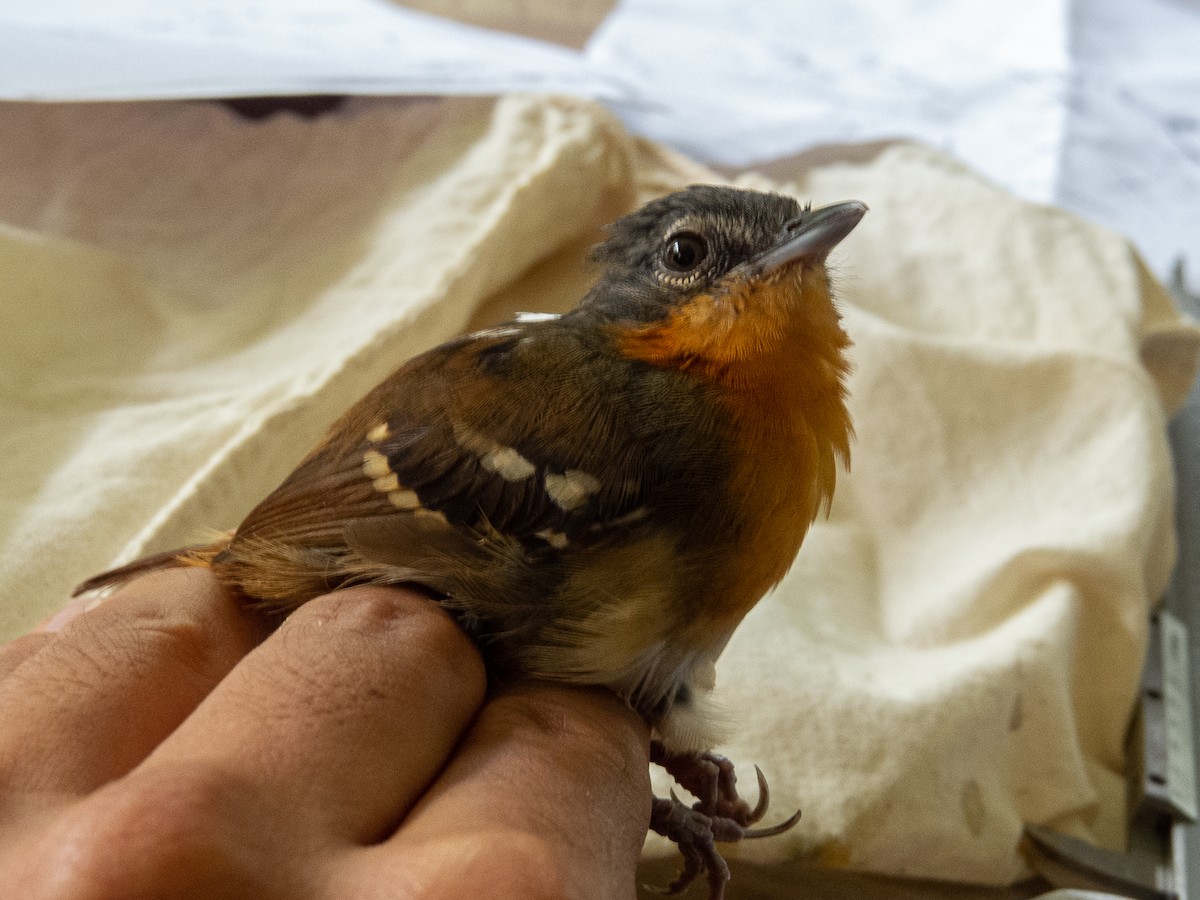 Chestnut-tailed Antbird - Aquiles Brinco