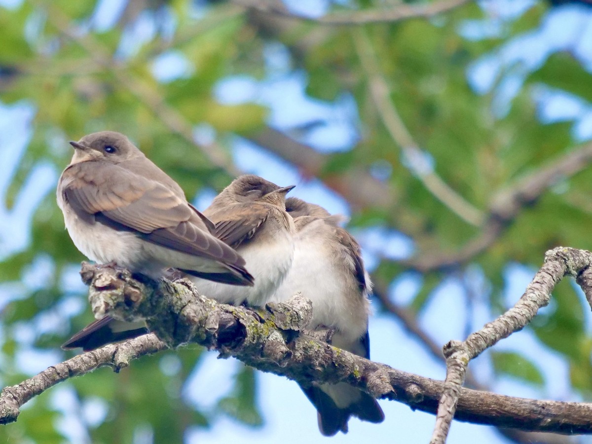 Northern Rough-winged Swallow - ML620997024