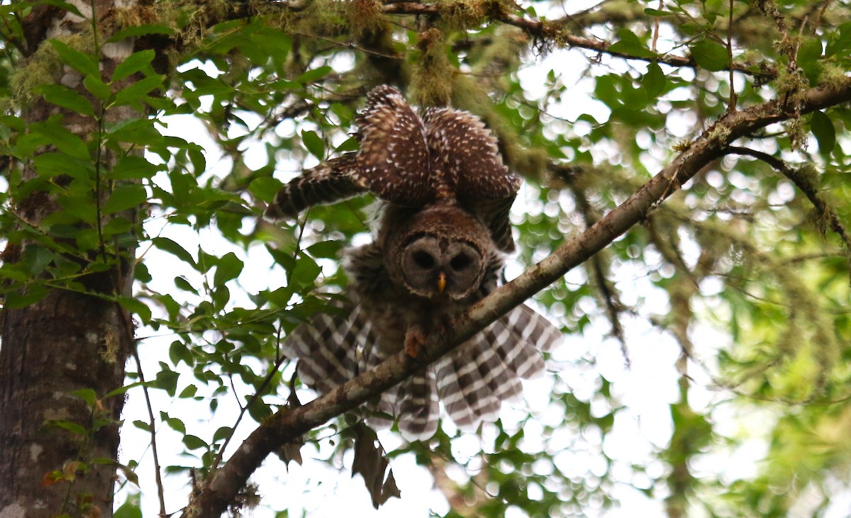 Barred Owl - ML620997028