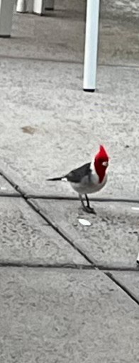 Red-crested Cardinal - ML620997043