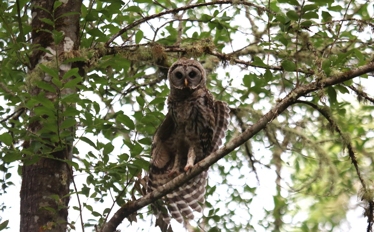 Barred Owl - ML620997056