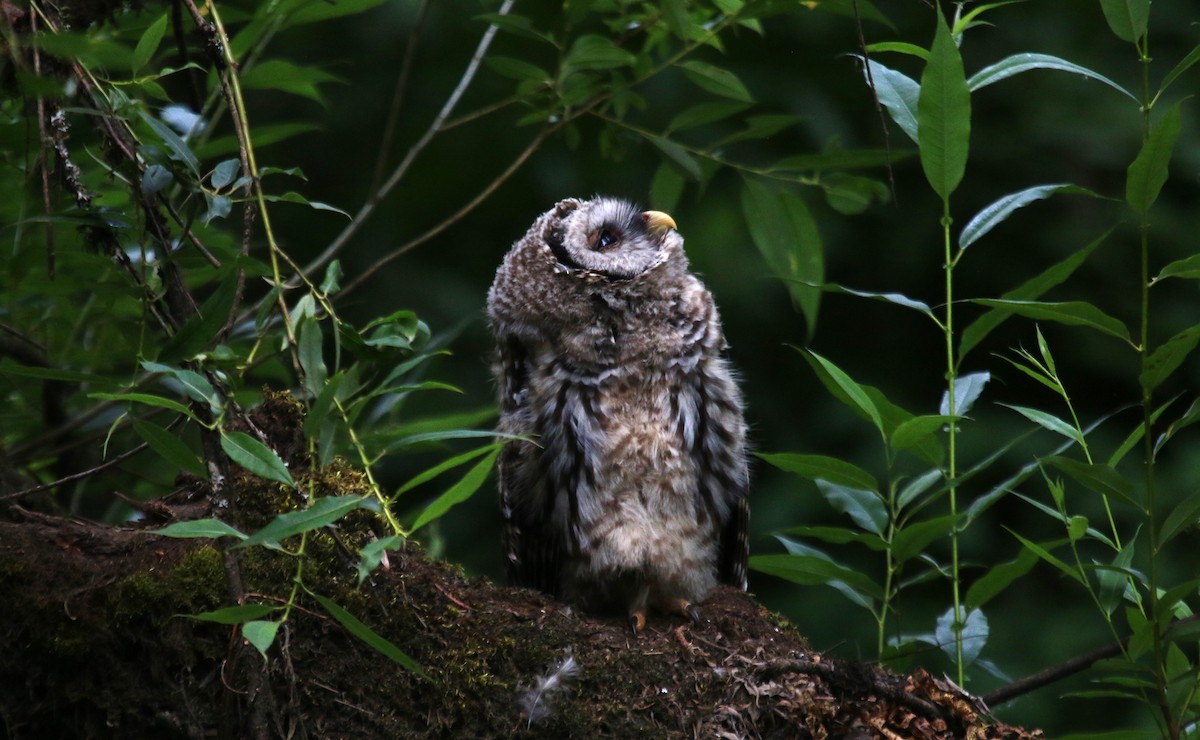 Barred Owl - ML620997080