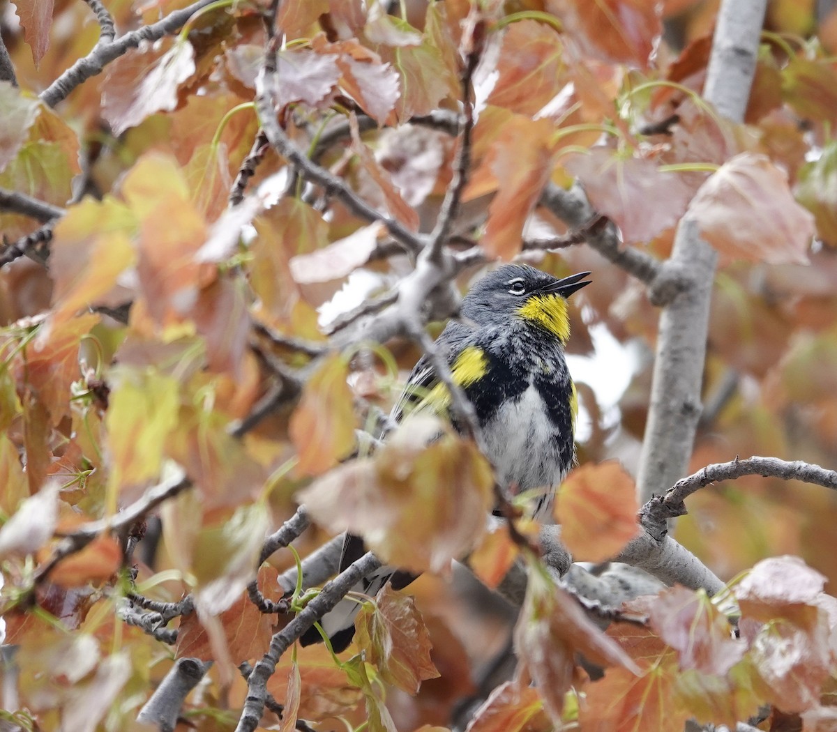 Yellow-rumped Warbler (Audubon's) - ML620997098