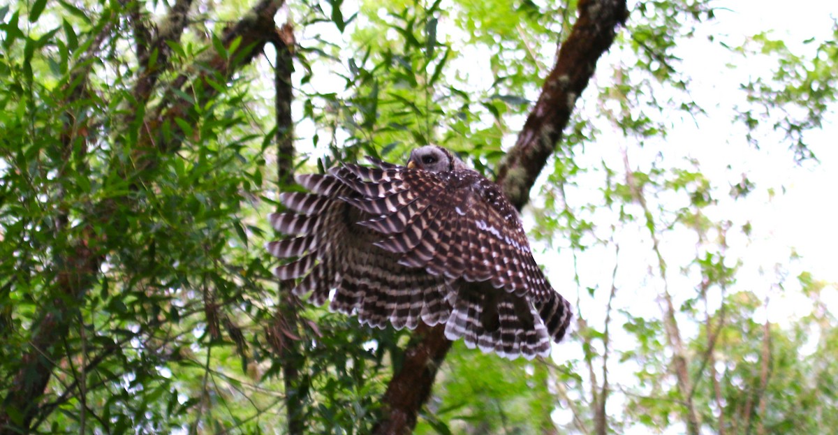 Barred Owl - ML620997100