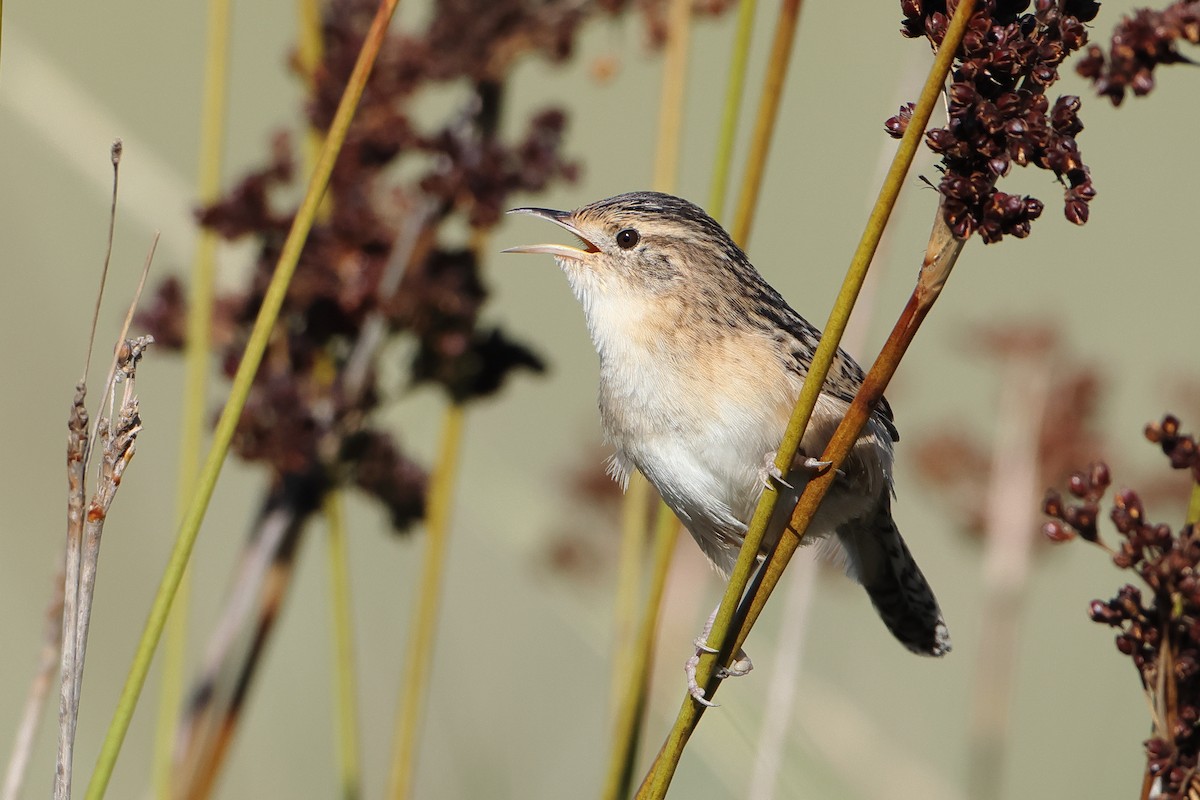 Grass Wren (Pampas) - ML620997121