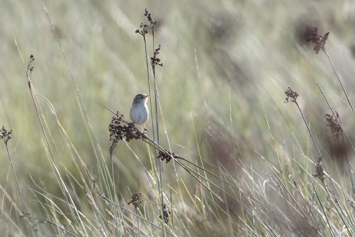 Grass Wren (Pampas) - Ohad Sherer