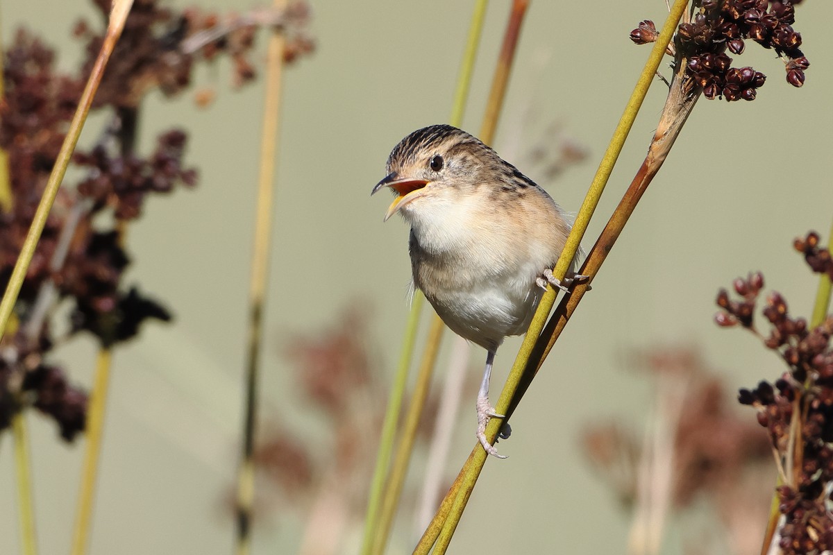 Grass Wren (Pampas) - ML620997123