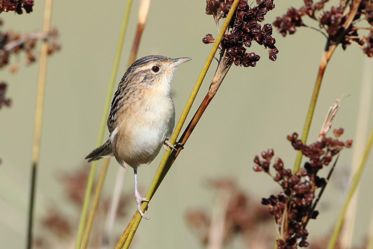 Grass Wren (Pampas) - ML620997125