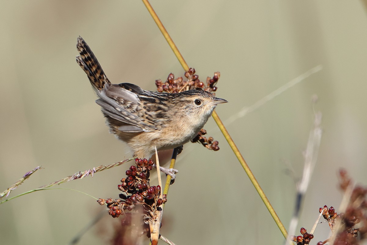 Grass Wren (Pampas) - ML620997127