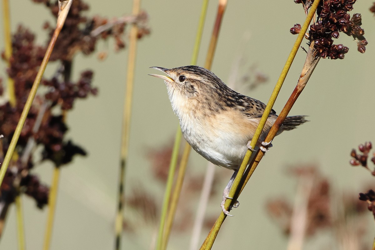 Grass Wren (Pampas) - ML620997128