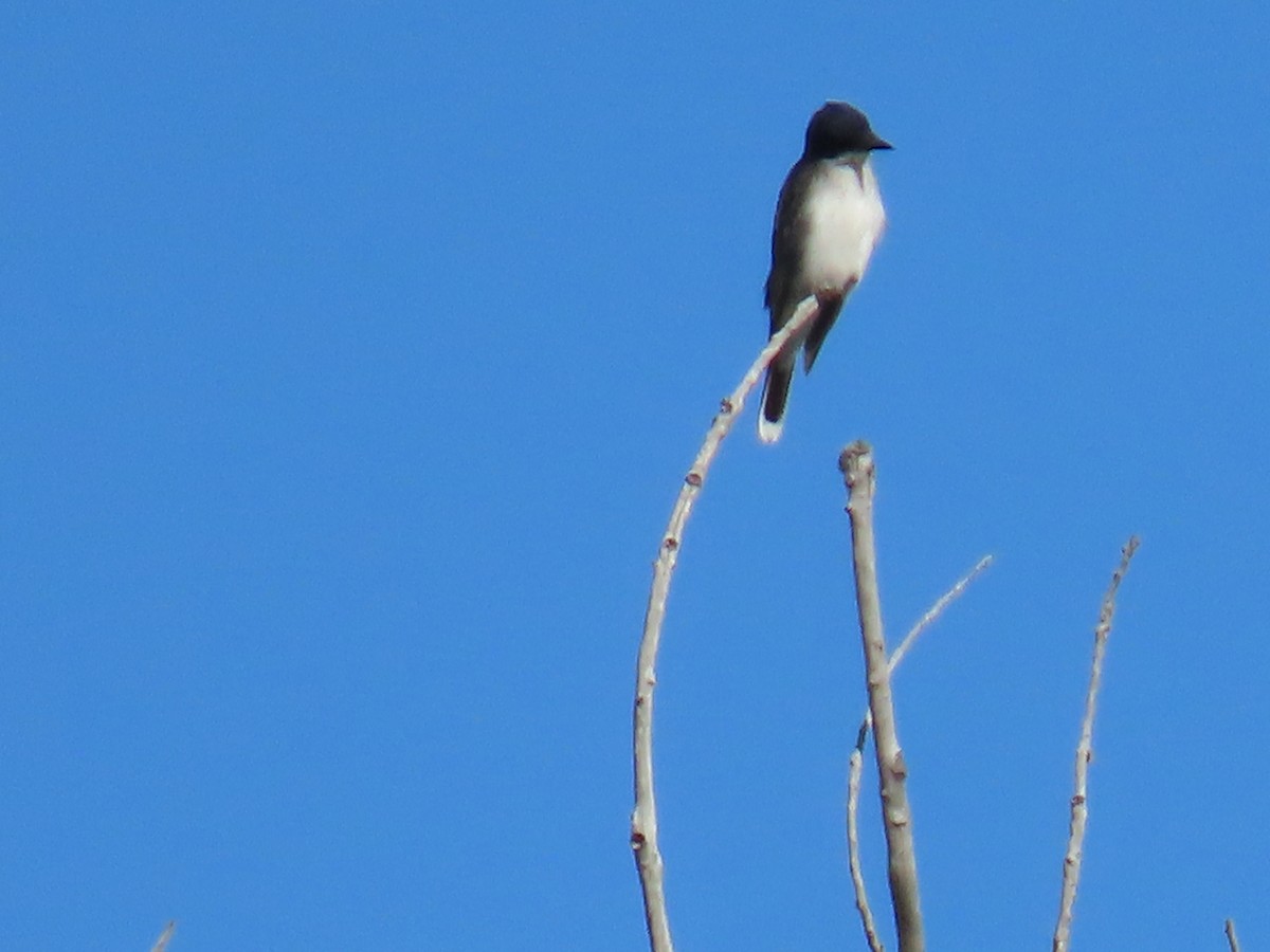 Eastern Kingbird - ML620997133