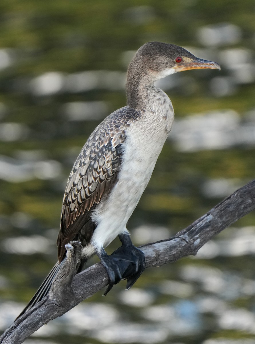 Long-tailed Cormorant - ML620997143