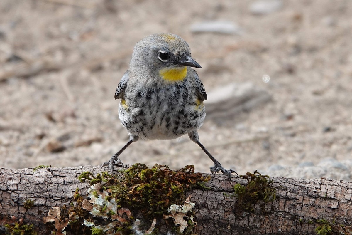 Yellow-rumped Warbler (Audubon's) - ML620997149