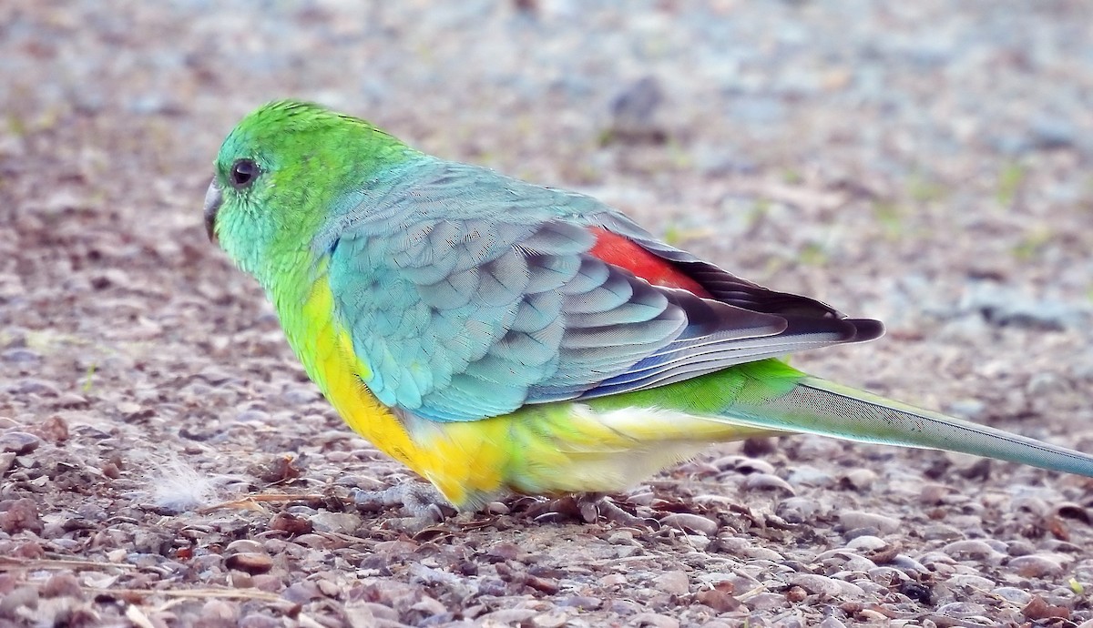 Red-rumped Parrot - Uma Pandiyan