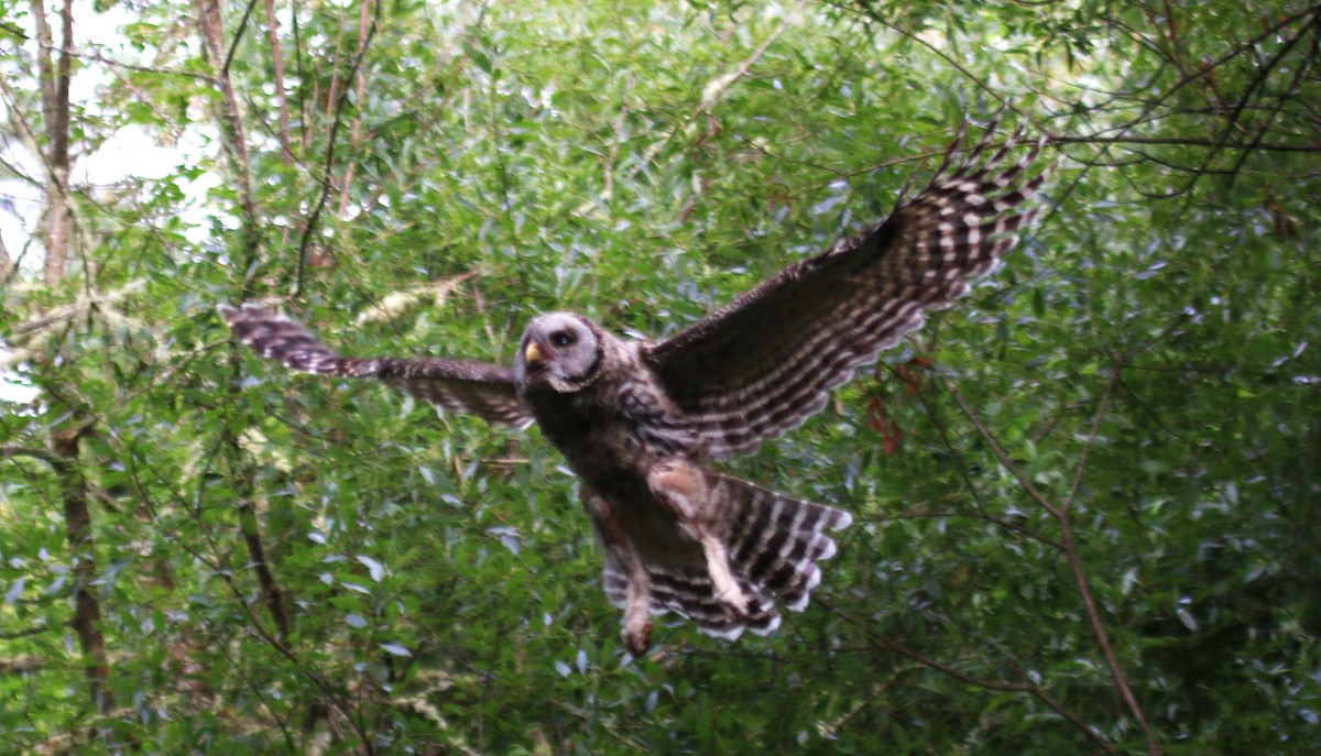 Barred Owl - ML620997213